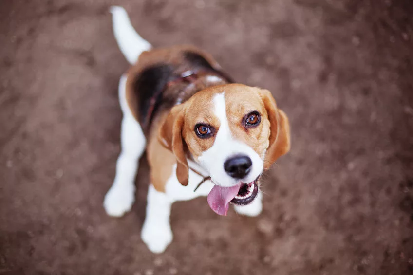 39465393 - best friend beagle dog happy to serve a master